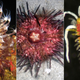 Illustration for article titled Expedition Finds 300 Species in One Trip to the Philippines